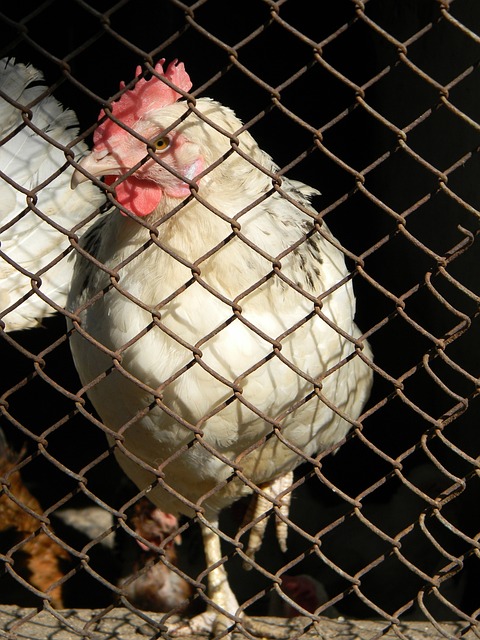 是个体能力 是个体能力